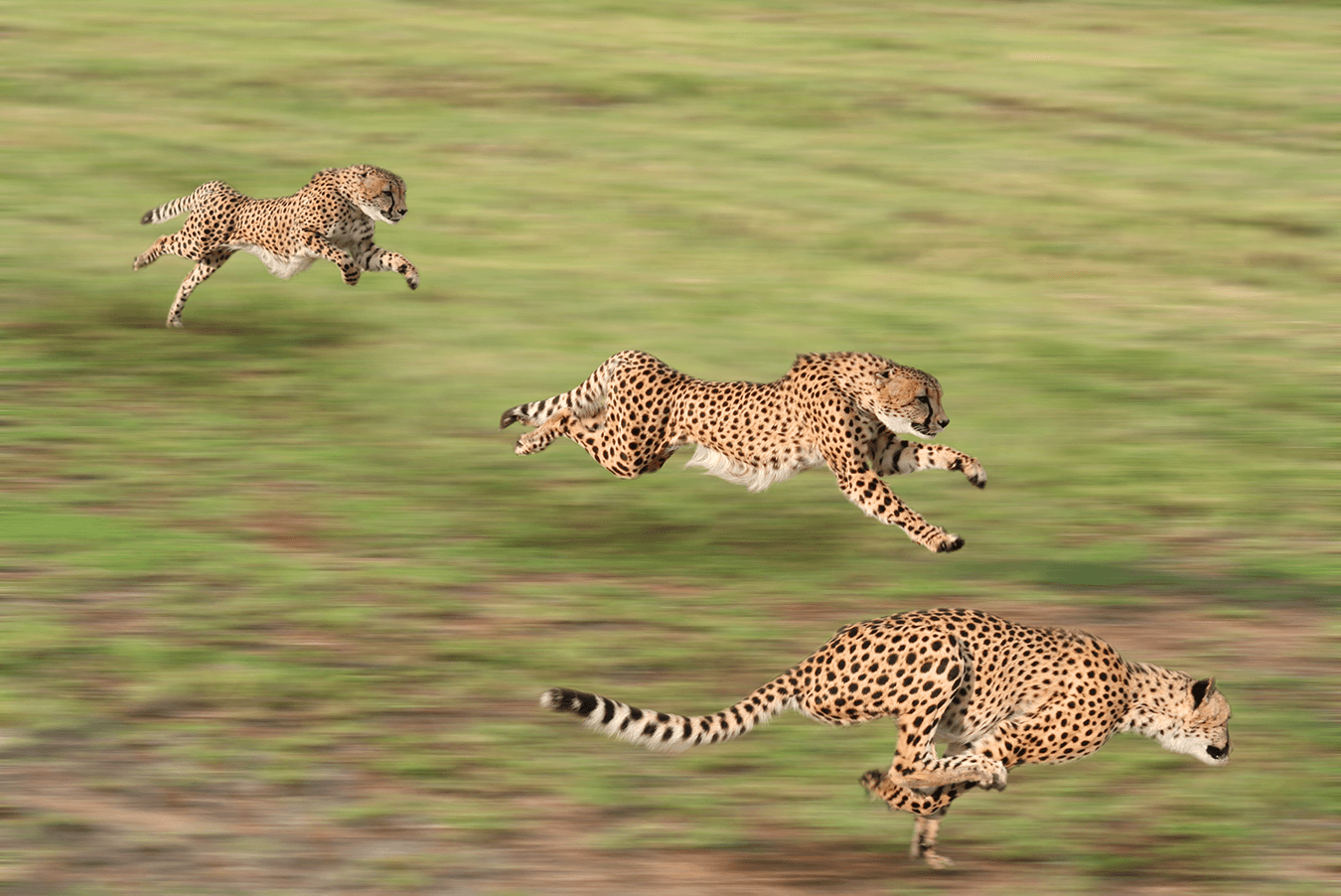 Agile-cheetah-devops